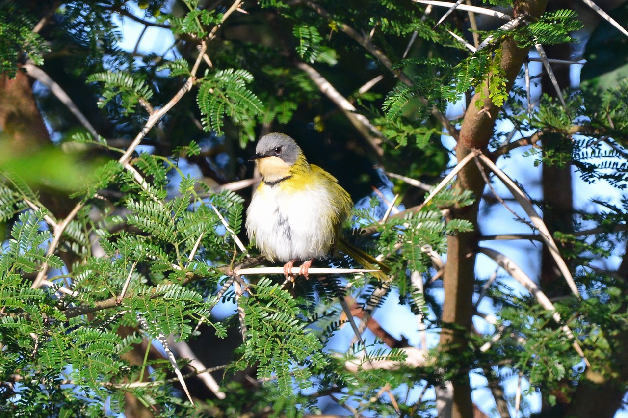 Apalis ruddi fumosa Apalis ruddi fumosa
